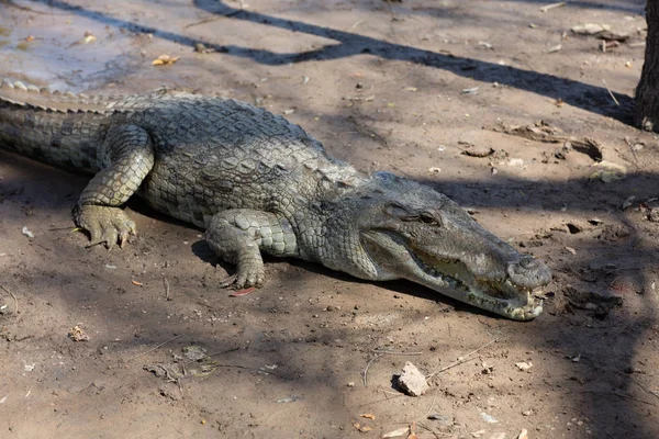 Szent Krokodil Szabó Éva Burkina Faso Afrika — Stock Fotó