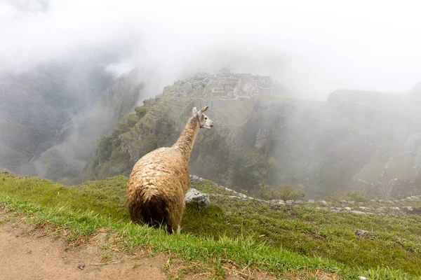Llama Machu Picchu Site Patrimoine Mondial Unesco — Photo