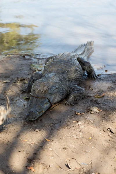 Sacred Crocodile Sabou Burkina Faso Africa — Stock Photo, Image