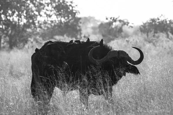 Búfalo Aves Limpieza Reserva Caza Botswana — Foto de Stock