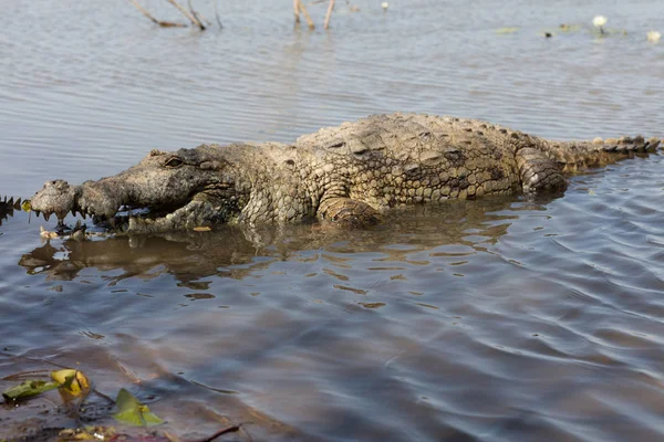 Crocodilo Sagrado Sabou Burkina Faso África — Fotografia de Stock