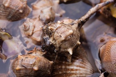 Makro ayrıntılarını deniz salyangoz, yemek hazır