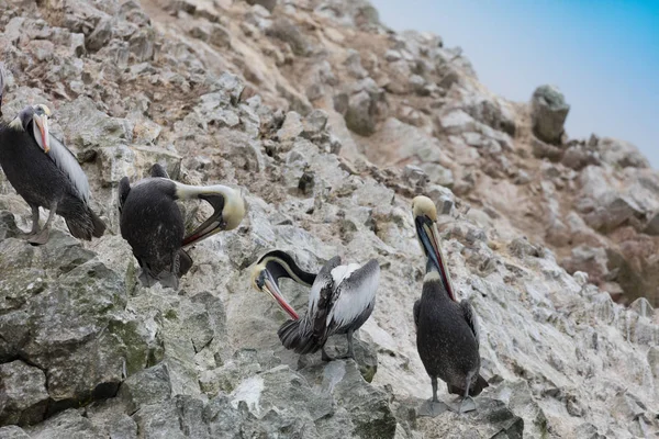 Isole Ballestas Una Riserva Ricca Uccelli Pinguini Che Producono Guano — Foto Stock