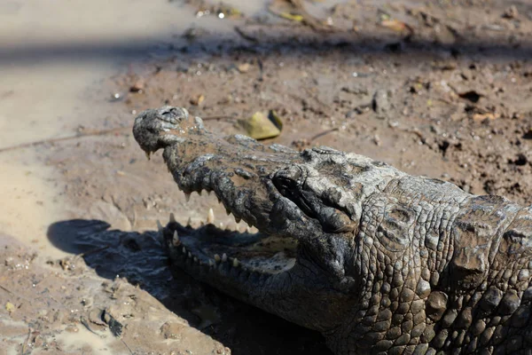 Священный Крокодил Сабу Буркина Фасо Африка — стоковое фото