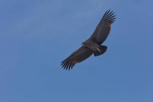 Condor Voando Acima Cânion Colca Peru — Fotografia de Stock