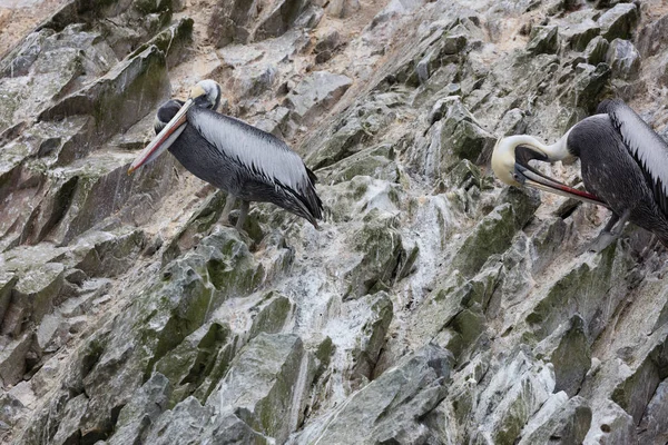 Isole Ballestas Una Riserva Ricca Uccelli Pinguini Che Producono Guano — Foto Stock