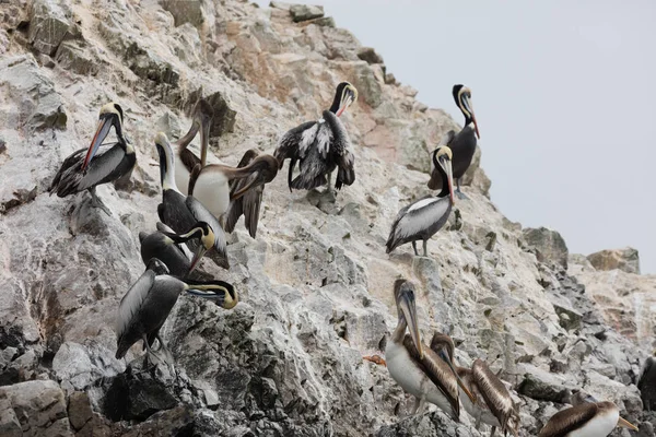 Νησιά Ballestas Ένα Αποθεματικό Γεμάτη Πουλιά Και Πιγκουΐνους Που Παράγουν — Φωτογραφία Αρχείου