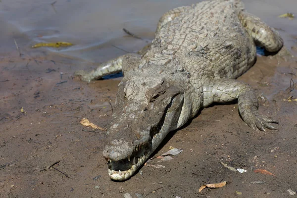 Szent Krokodil Szabó Éva Burkina Faso Afrika — Stock Fotó