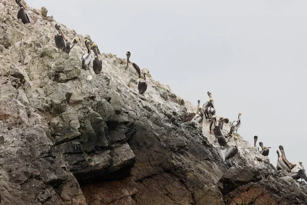 Las Islas Ballestas Una Reserva Llena Aves Pingüinos Que Producen —  Fotos de Stock