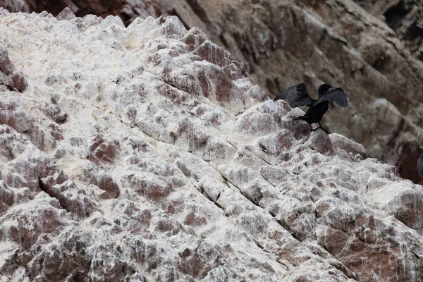 Ilhas Ballestas Uma Reserva Cheia Pássaros Pinguins Produzindo Guano — Fotografia de Stock