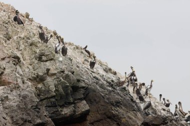 Ballestas Adaları, bir rezerv kuşlar ve penguenler guano üreten dolu