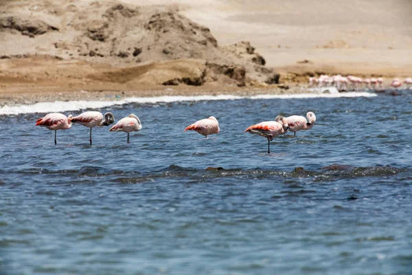 秘鲁帕拉卡斯国家保护区的 Flamingos Chilenos — 图库照片