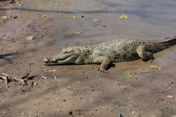 Szent Krokodil Szabó Éva Burkina Faso Afrika — Stock Fotó