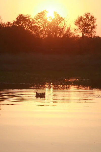 Jogo Resseve Botswana Hipopótamo Pôr Sol — Fotografia de Stock