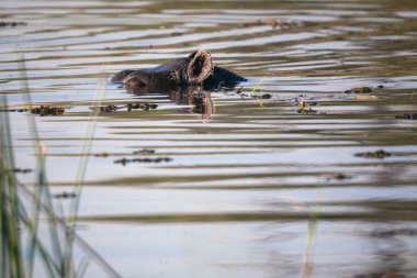 Oyun reseve, Botswana, hyppo gün batımında