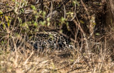 a jaguar under the trees, Chobe  park reserve, Botswana clipart