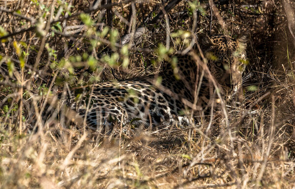 a jaguar under the trees, Chobe  park reserve, Botswana
