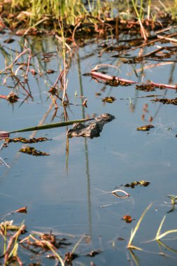 Su, Botswana, Afrika timsah