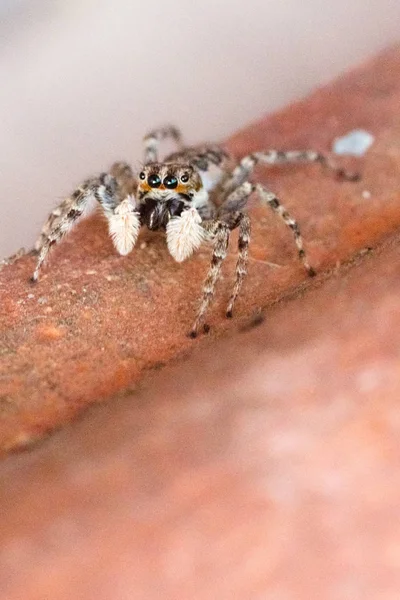 Arlequin Jumping Spider Salticus Scenicus Italiamn Arachnid — стоковое фото