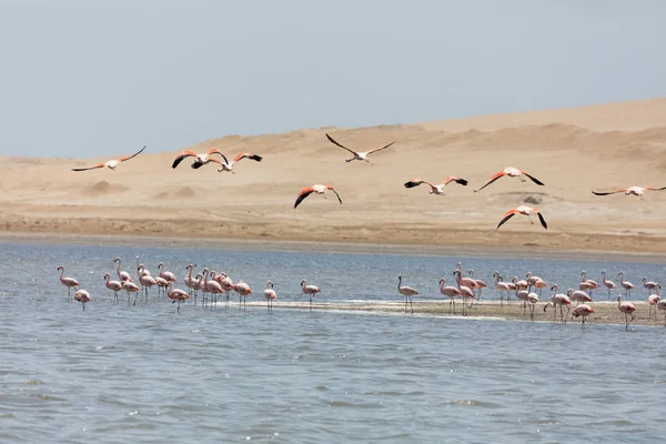 秘鲁帕拉卡斯国家保护区的 Flamingos Chilenos — 图库照片