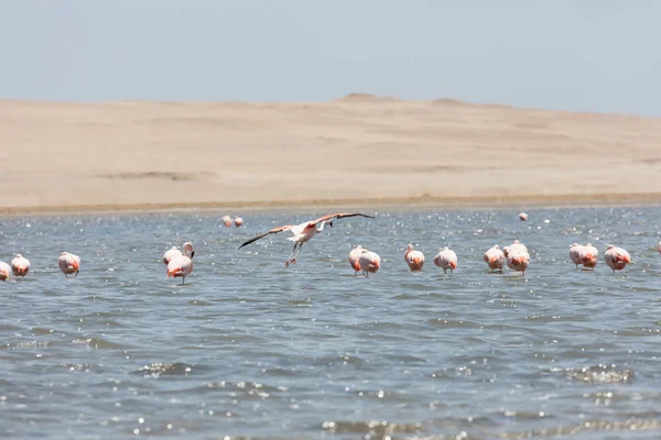 Flamingos Chilenos Nella Riserva Nazionale Paracas Perù — Foto Stock