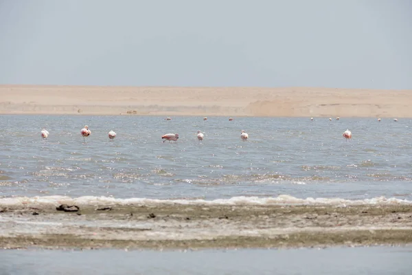 Flamingos Chilenos Reserva Nacional Paracas Peru — Fotografia de Stock