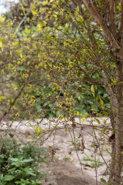 Coca bitki, ayrıntılı olarak Lima, Peru