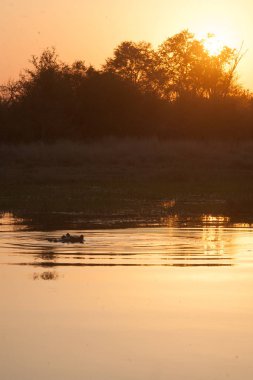 Oyun reseve, Botswana, hyppo gün batımında
