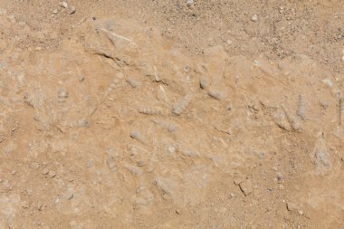 Lima Peru yakın Paracas Ulusal Rezerv