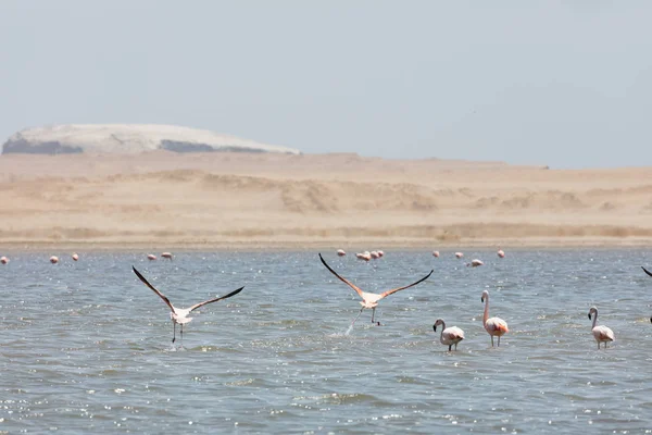 Flamingi Chilenos Krajowego Rezerwatu Paracas Peru — Zdjęcie stockowe