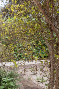 Coca bitki, ayrıntılı olarak Lima, Peru