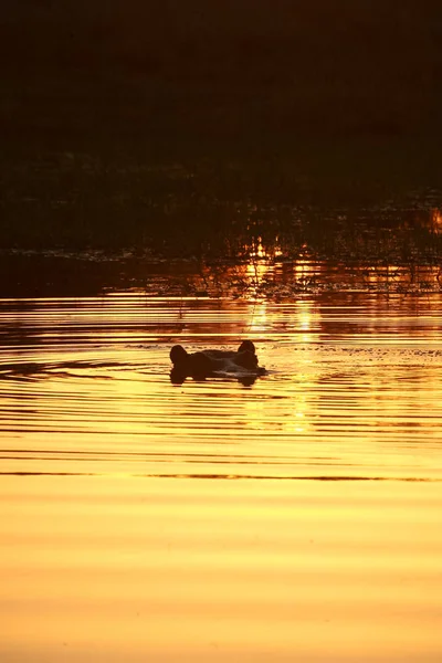 Wildreseve Botswana Hyppo Bei Sonnenuntergang — Stockfoto