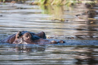 Gün batımında Hyppo