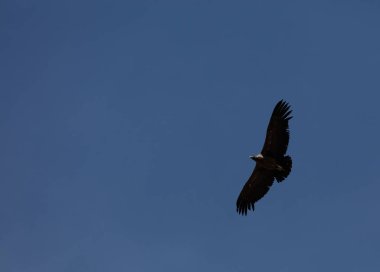 Peru'da uçan akbaba