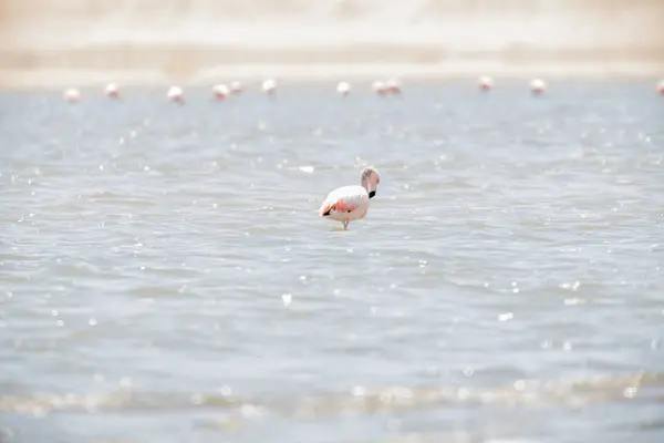 Flamingos  in Paracas, Per — Stock Photo, Image