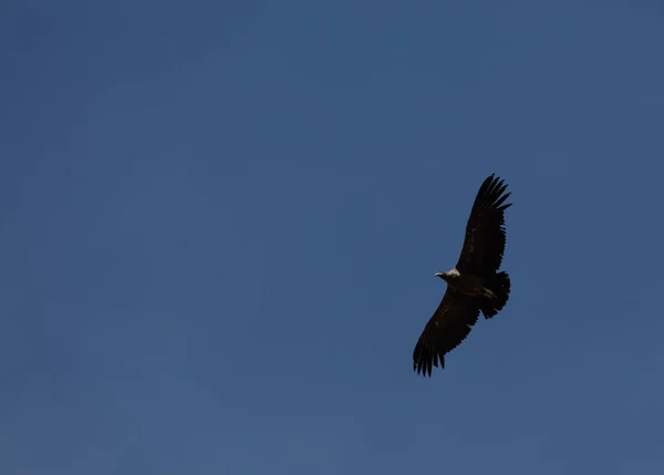 Condor voando no Peru — Fotografia de Stock