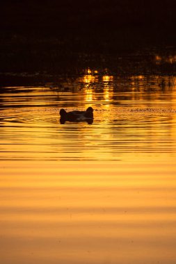 Gün batımında Hyppo