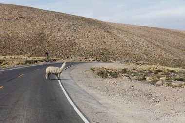 Bir sokakta yürürken Lama 