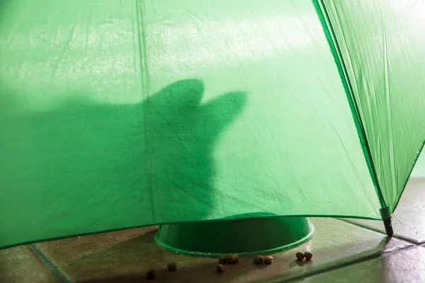 Тень кошки на зеленом фоне — стоковое фото