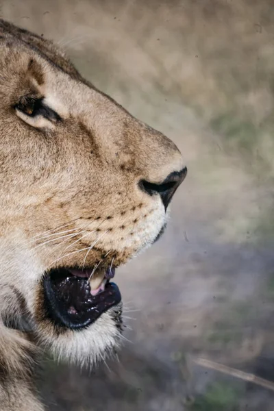 Dişi aslan Botsvana — Stok fotoğraf