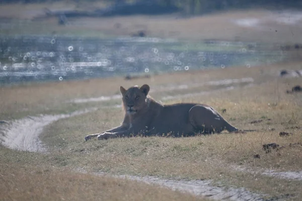 Leonessa, Botswana — Foto Stock