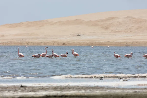 Фламінго в місті Paracas, за — стокове фото