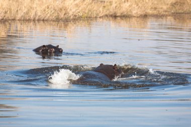 Botswana 'da su aygırı