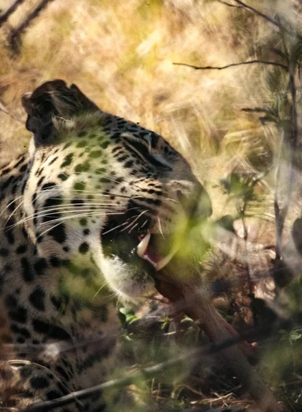 Ягуар у хоті резерві — стокове фото