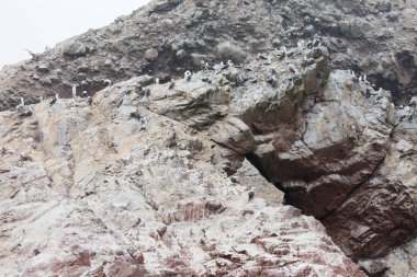Ballestas Islands, Perù