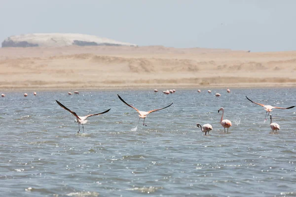 Flamingi w Paracas, za — Zdjęcie stockowe