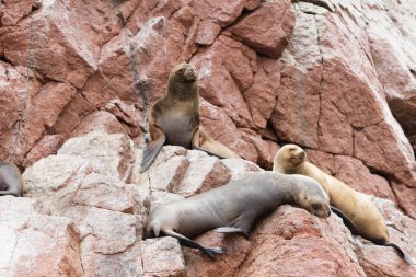 Ballestas Islands, Perù