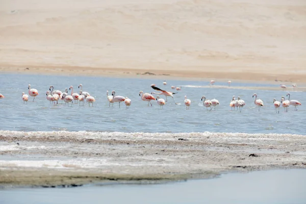 Flamencos en Paracas, Per — Foto de Stock