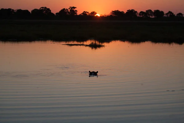 Hyppo au Botswana — Photo