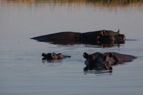 Hyppo in Botswana — Stockfoto